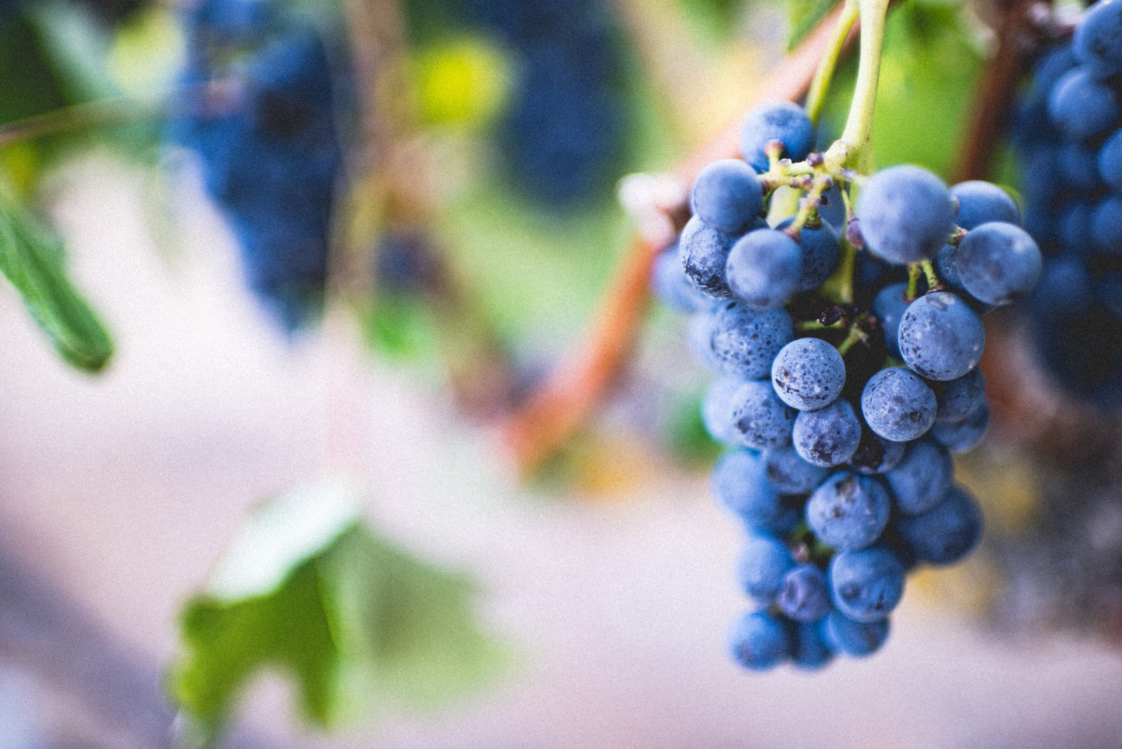 Ποικιλία  Carignan