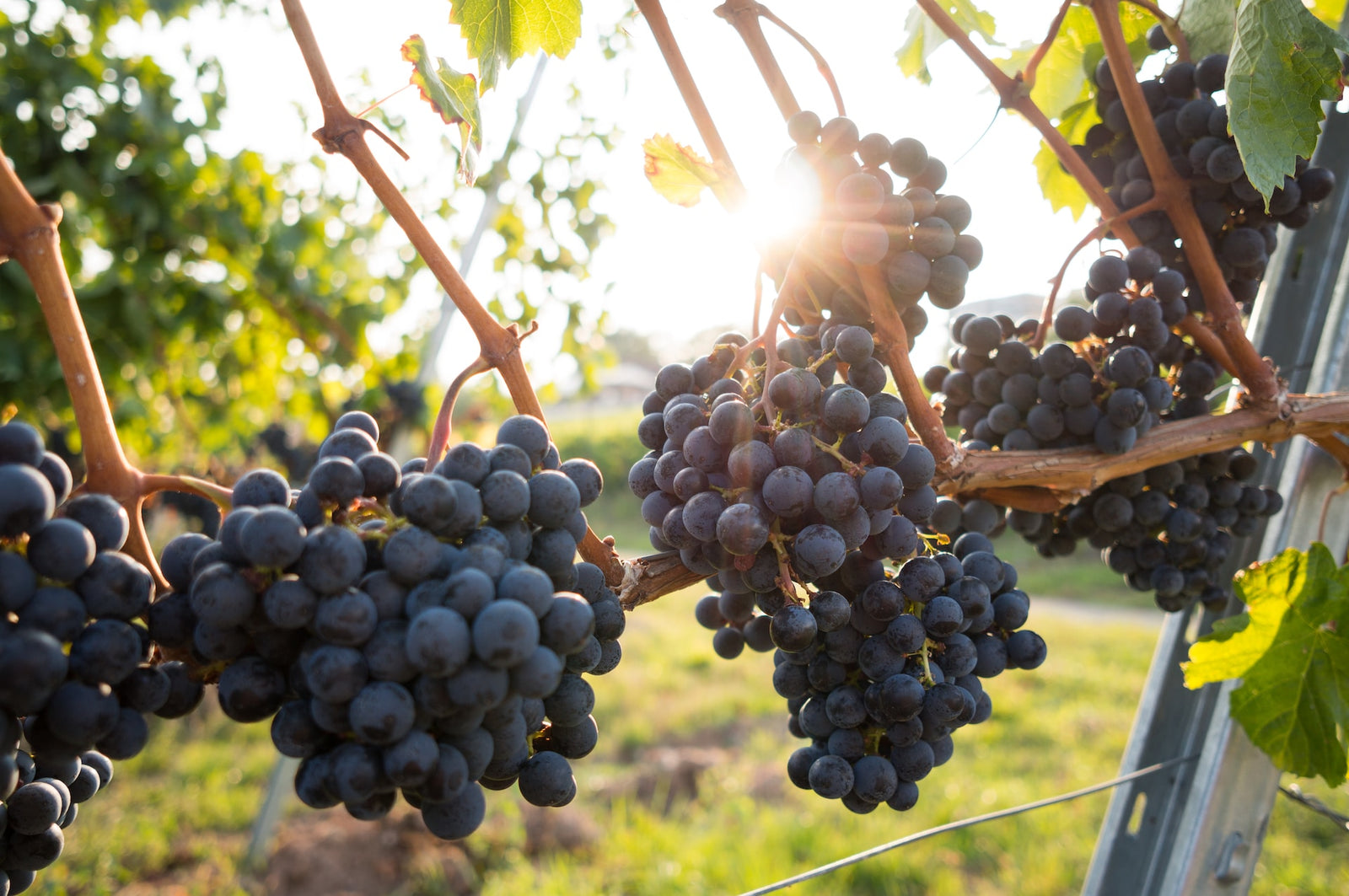 Ποικιλία Cabernet Sauvignon