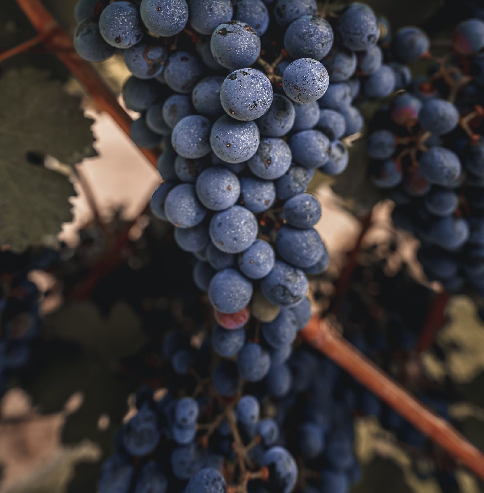 Ποικιλία Cabernet Franc