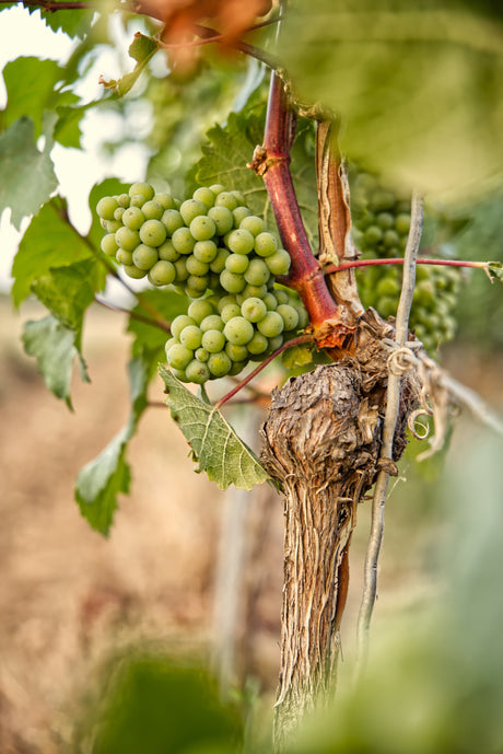 ΠΟΠ Malvasia Χάνδακας - Candia
